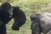 【衝撃】ゴリラの喧嘩、ガチでヤバいｗｗｗｗｗｗｗ