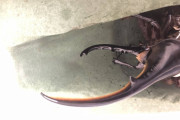 【画像】飼ってたヘラクレスオオカブトがついに羽化した