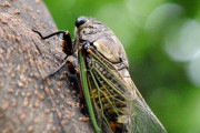 【悲報】公園のセミ食べないで！？ どういうこと？
