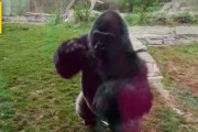 【動画】ゴリラ、ブチギレｗｗｗｗｗｗｗｗ