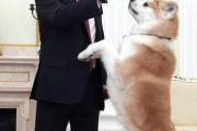 日本がプーチンにあげた秋田犬の末路ｗｗｗ