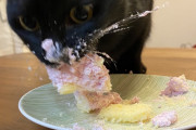 【画像】上級ネコ、猫専用クリスマスケーキを食べご満悦