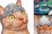 【朗報】 ネコ用アルミホイル、爆 誕 ｗｗｗｗｗｗ