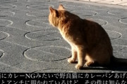 【悲報】syamuさん、野良猫にカレーパンをあげて謝罪