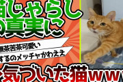 【2ch動物スレ】猫さん、猫じゃらしは人間が動かしてると気づいてしまうｗｗｗｗｗｗｗ