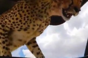 【動画】チーター「サバンナ暑すぎワロタｗｗｗｗｗｗｗｗｗｗｗｗｗｗ」