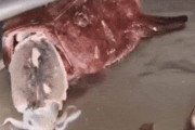 【動画】謎の魚「オエエエエエエエエエッ」ﾄﾞﾊﾞﾊﾞﾊﾞﾊﾞﾊﾞﾊﾞ