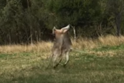 必殺技が飛び交う、カンガルー同士のガチバトル