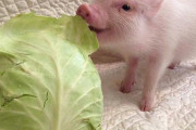 【朗報】ブタさん、犬より可愛かったｗｗｗｗ