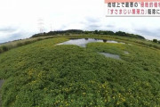 【動画】地球上で最悪の“侵略的植物”「すさまじい繁殖力」