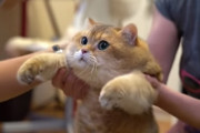 【画像】まんさん「猫の手術代高いなぁ……せや！お前ら金払え！」