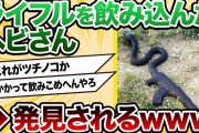 【2ch動物スレ】これは可哀想・・・蛇がライフルを飲み込んでしまった結果!