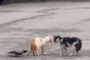 【動画】猫ちゃん、カラスがキッカケで喧嘩を始めるｗｗｗｗｗ