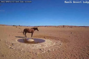 【動画】ナミブ砂漠に設置された人工水飲み場を見守るライブカメラ配信凄すぎｗｗｗｗｗｗ