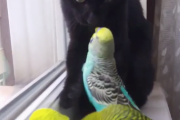猫と鳥が仲良しのパターン
