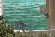【悲報】閉館した水族館に2年間も放置され鬱病になったイルカさん、死去