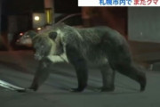 【画像】札幌の住宅街にヒグマ。試されすぎだろこの大地…