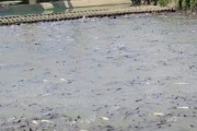 【動画】茨城県つくば市の川、巨大魚で埋め尽くされる