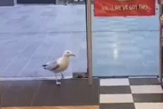 【動画】鳥さん、ポテトチップスを万引きしてしまうw