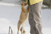 【画像】キツネ、ヒトに襲いかかるｗ