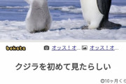 【画像87枚】「bokete」の"最高傑作"、ガチのマジで決まってしまうｗｗｗｗｗｗｗｗｗ