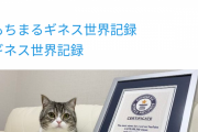 【朗報】もちまる日記、ギネス認定ｗｗｗｗｗｗｗｗｗｗｗｗｗｗｗｗｗｗｗｗｗｗ
