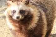 【悲報】外国人「ジャップさぁ…この『タヌキ』って生き物可愛すぎないかい？」