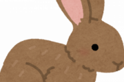 【画像】うちにいるウサギなんだがどう？