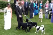 【画像】犬さん、最悪の方法で花嫁を祝福（動画あり）