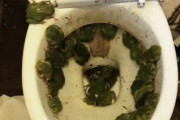 【画像】ワイの家のトイレにカエルが大量に居るんだがw
