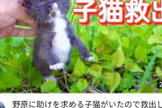 【朗報】YouTuberタイピー日記さん、偶然野原に放置された子猫を見つけ救出してしまう