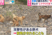 【悲報】京都の野犬マジでやばい。群れで襲ってくることもあるらしい?