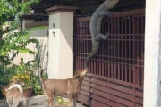 【画像】イッヌさん、巨大ヤモリをイジメてしまう?