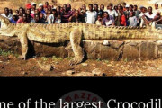 【画像】ニジェール川で捕獲した世界一大きいと言われるワニのサイズｗｗｗｗｗｗ