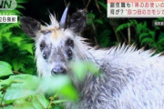 【神秘画像】四つ目のカモシカ、発見される──…