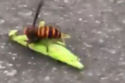 【動画】スズメバチさん、オオカマキリと大接戦してしまう