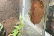 【画像】爬虫類カフェで昆虫食食べてきたでー