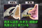 【画像】肉まんとお●ぱいは似てるらしい