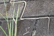 【画像】ヘビ、規則正しい