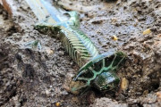 【画像】ドイツで3000年以上前のソードが見つかる