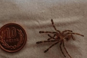 【朗報】ワイのペットの蜘蛛さん、一年でとんでもない成長をしてしまう