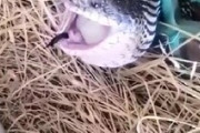 【動画】ヘビの出産、ヤバ過ぎるｗｗｗｗｗｗｗｗｗｗｗ