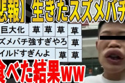 【2ch面白いスレ】【悲報】生きたスズメバチを美味しく食べた結果ｗｗｗｗｗｗｗｗｗ　聞き流し/2ch天国
