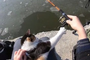 猫に邪魔されて釣りに集中できない釣り人の動画が人気に。