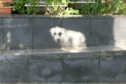 【悲報】Twitter民「犬かと思ったら影でした」←1ミリも犬に見えない画像を投稿ｗｗｗｗｗｗｗｗｗｗｗｗ