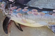 【画像】イルカに襲われた魚の末路...