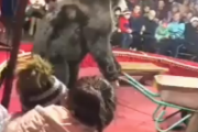 【動画】ヒグマ、サーカスの本番中に本能のスイッチが入る