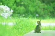 猫が完璧な絶を使いこなし、風景と同化する