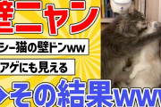 【2ch動物スレ】ネッコの壁ドン→その結果ｗｗ