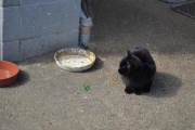 嫁が猫の食器を台所で洗うのをやめさせたい